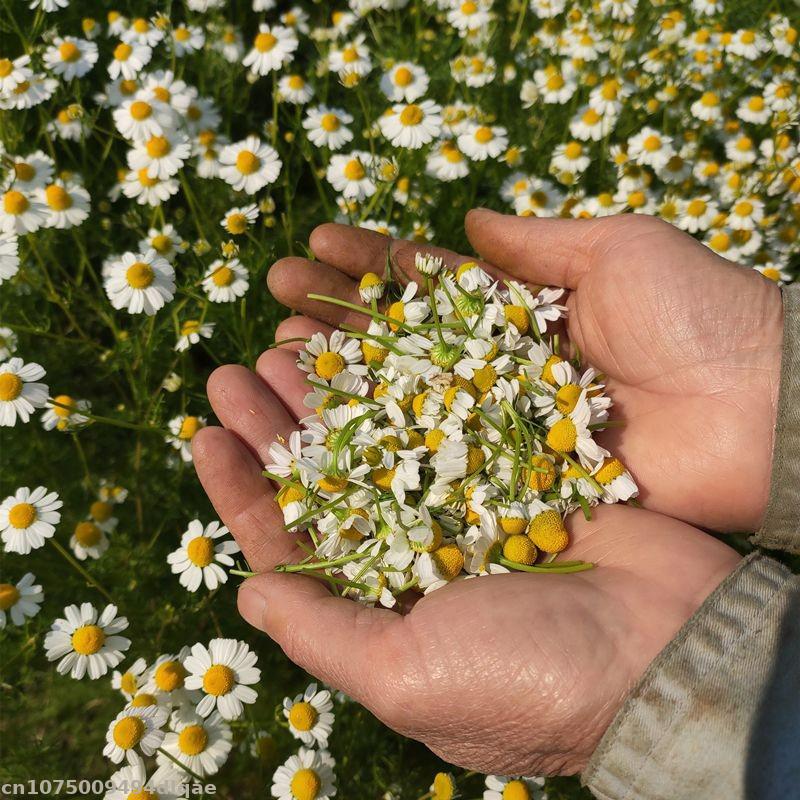 100% Naturalne Suszone Kwiaty  – Chamomile Tea recenzja i cena